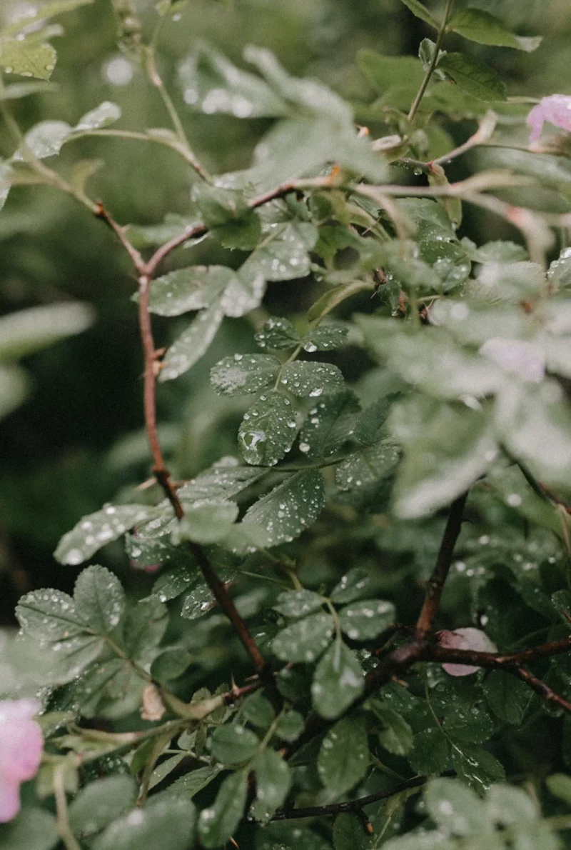 Naturcamp´24.Valle-de-Tena-354